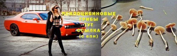 сатива Богородицк